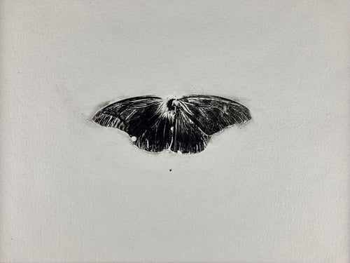 Impression of a Monarch
by Tim Rand
