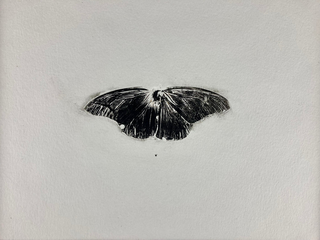 Impression of a Monarch
by Tim Rand
