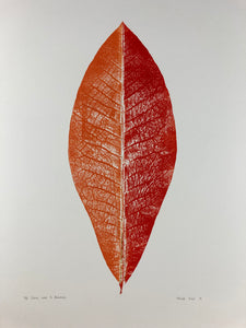 The Dying Leaf is Beatuiful
by Tim Rand