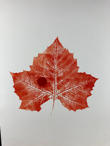 1808 Sycamore