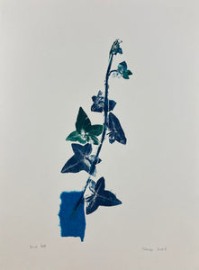 Blue Ivy by Tim Rand